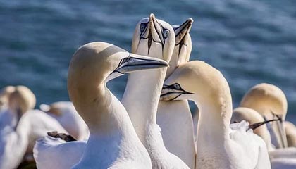 【法甲】迪马利亚2射1传 基恩破门 巴黎伤3将3比0胜