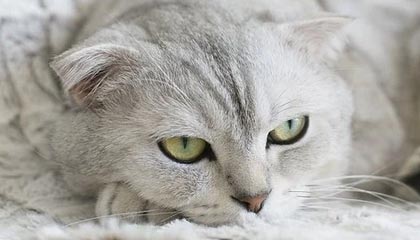 斯洛特：定位球不强无以争英超，攻防俱看范戴克