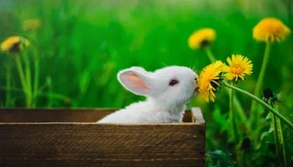 极速赛车平台-神户6分已提前晋级 恒大将与水原争小组出线权